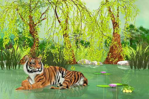 A Tiger lays in a wetland pond during the heat of the day.