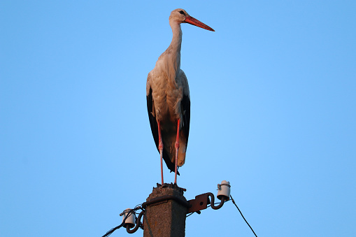 Stork sitting on a power line pole
