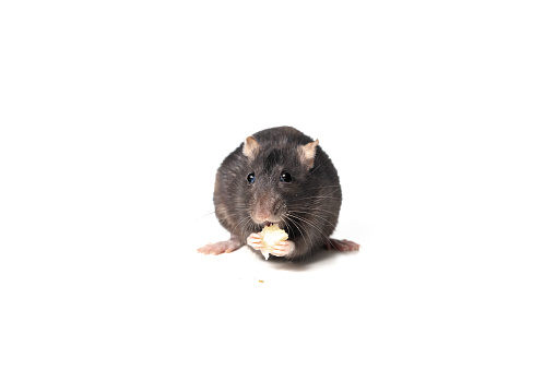 black rat eating cheese facing camera, isolated on white background. rodent animal eating with its paws. animal concept. natural light