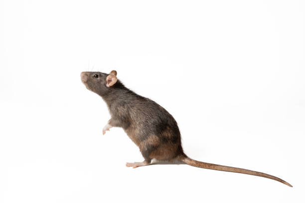 black rat standing on two legs, in profile isolated on white background. rodent animal of small size. animal concept. black rat standing on two legs, in profile isolated on white background. rodent animal of small size. animal concept. natural light rat stock pictures, royalty-free photos & images