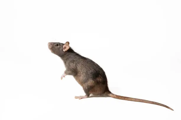 Photo of black rat standing on two legs, in profile isolated on white background. rodent animal of small size. animal concept.