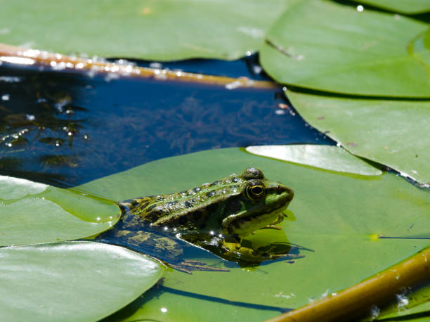 istock Frog on a green lily leaf in the Dnieper river. 1411100377