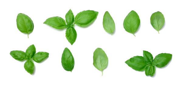 istock Various green basil leaves isolated on white background 1411100488