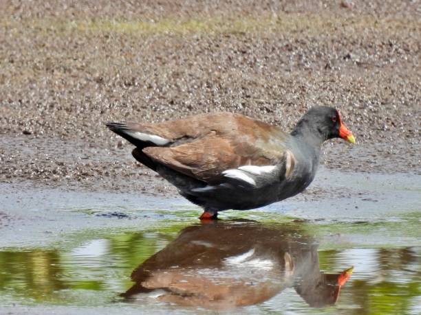 istock Common Gallinule (Gallinula galeata) -  standing in a lake near water's edge 1411100605