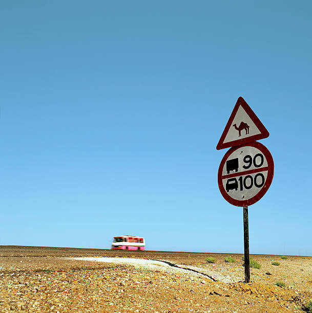 Traffic sign in the desert warning for camels and indicating the speed limit. At the background a bus