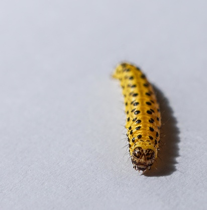 A question mark shaped caterpillar