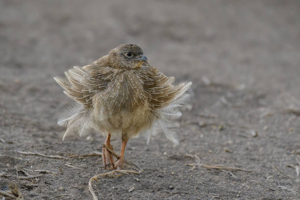 istock Portrait of Grey Partridge, perdix perdix, hunting bird 1411101575