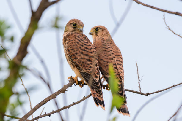 Common Kestrel, Falco tinnunculus, little bird of prey Common Kestrel, Falco tinnunculus, little bird of prey. Two young birds are sitting on a tree branch, falco tinnunculus stock pictures, royalty-free photos & images
