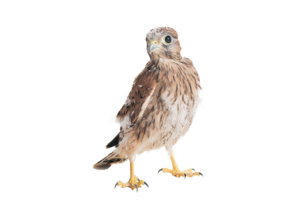 chick common kestrel falco tinnunculus isoliert auf weißem hintergrund - kestrel hawk beak falcon stock-fotos und bilder