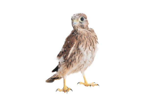 young kestrel ready to take flight opens its wings in front of the entrance to its nest