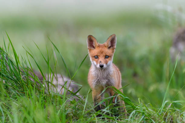 Red fox Vulpes vulpes. A fox stands in a meadow. Wild young fox