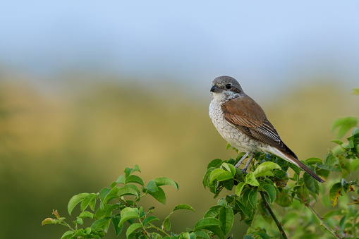 Red-backed Shrike,Lanius collurio. In the wild.