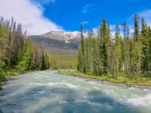 istock Athabasca River in the Rockies 1411102458