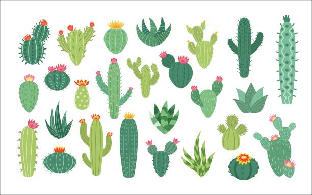 砂漠のサボテンの花。かわいいメキシコの夏のサボテンセット、植物ステッカー、メキシコの庭、エキゾチックな観葉植物。スクラップブックコレクション。装飾のための植物要素。ベクタ� - cactus点のイラスト素材／クリップアート素材／マンガ素材／アイコン素材