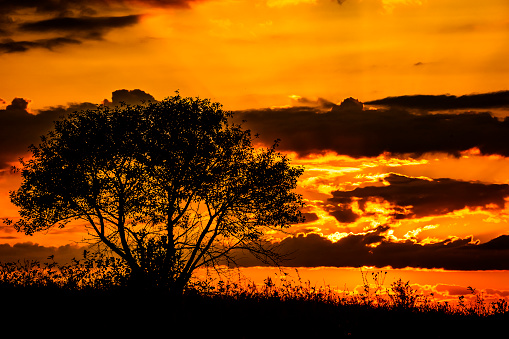 Red sunset of the hot sun on the background of the silhouette of a tree and dry grass. Red Sky. Global warming, climate change, extreme heat waves. Hot evening. Danger of fire.