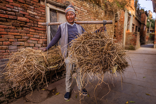 Nepali man carrying straw in Bhaktapur. Bhaktapur is an ancient town in the Kathmandu Valley and is listed as a World Heritage Site by UNESCO for its rich culture, temples, and wood, metal and stone artwork.