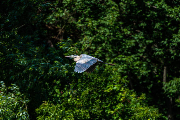 istock Great blue heron flying through the forests on a sunny day in Ontario Canada 1411104626