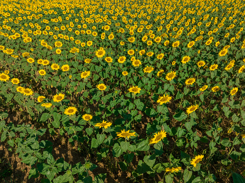 Sunflower field drone view