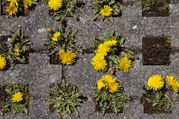 istock Dandelions growing between concrete grass pavers on a parking lot 1411104768