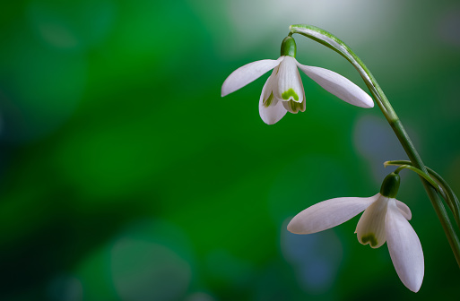 Snowdrops flowers in springtime, floral spring background