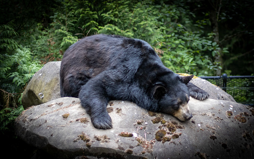 A black bear resting on a boulder. A beautiful day at the Oregon State Zoo!