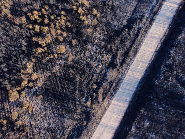 istock Forest track in a burnt forest, Galicia. Spain. 1411105082
