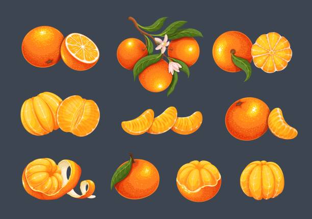 Mandarin set, whole sweet citrus fruit, twist peel and slices, clementine with blossom Mandarin set vector illustration. Isolated whole sweet citrus fruit, orange twist peel, fresh mandarin in slices and cut in half, tropical clementine with blossom and leaves on tree branch citron stock illustrations