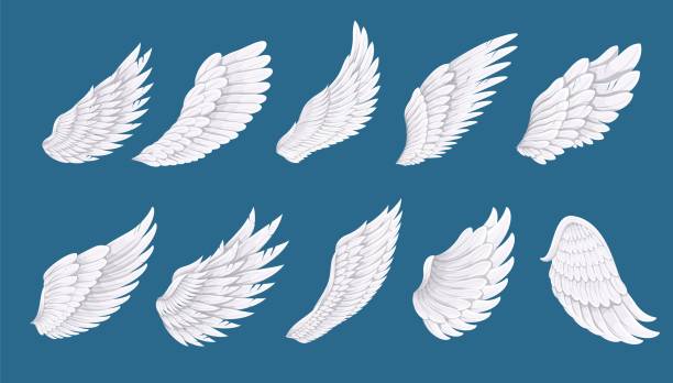 ilustrações de stock, clip art, desenhos animados e ícones de bird or angel wing set, white long feathers of wings with different shapes for flying - wing