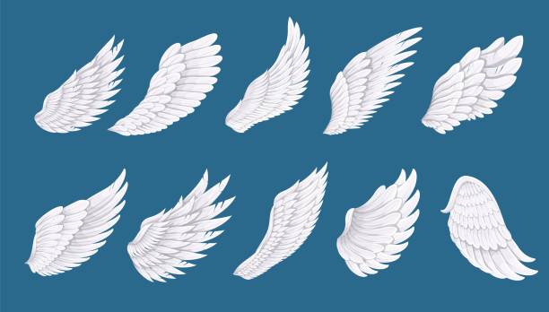 Bird or angel wing set, white long feathers of wings with different shapes for flying Bird or angel wing set vector illustration. Cartoon isolated white long feathers of wings with different shapes for flying in free heaven or sky, spiritual concept of freedom, dream, peace and fantasy animal limb stock illustrations