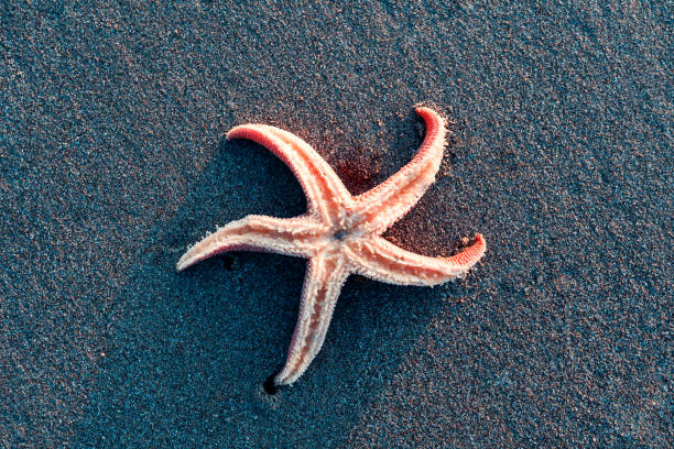 istock starfish in the sand on the beach at sunset closeup 1411108199