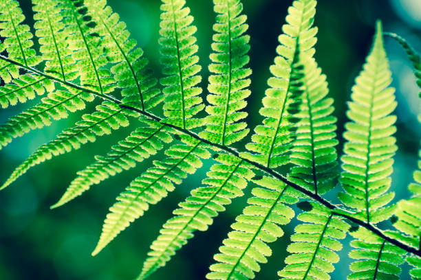 istock early spring leaves in woodland 1411108953
