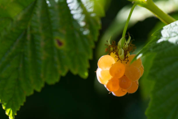Yellow raspberry grows on a bush in the garden. Useful berries, summer background