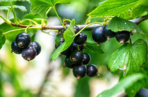 istock Branch of black currant with ripe berries 1411112347