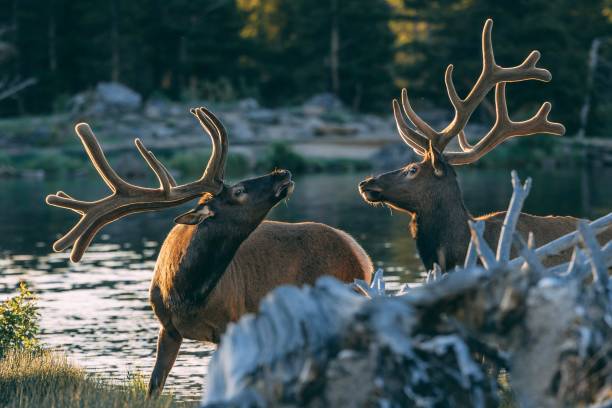 These two Elk appeared randomly while I was shooting the sunrise on the lake, they walked into the water to bath then began to fight. Shot in golden hour at Sprague lake.