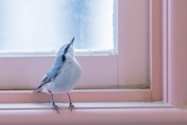 istock wood nuthatch taking a rest in  room 1411115334