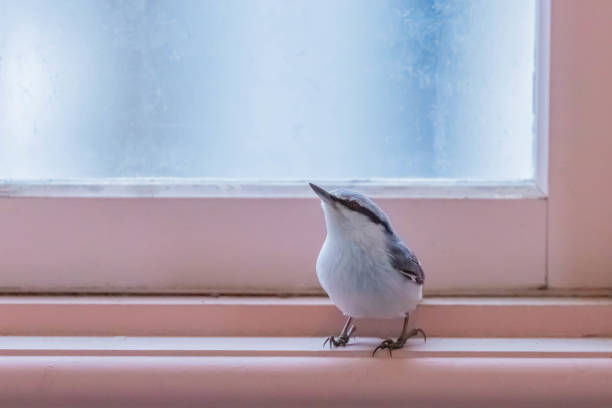 istock wood nuthatch taking a rest in  room 1411115336
