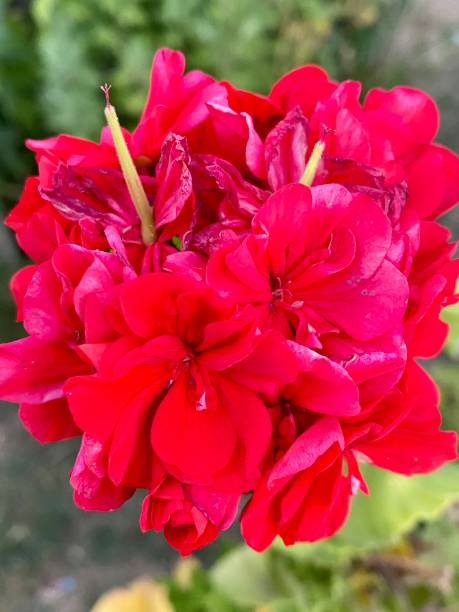 istock Red geranium flower in the garden 1411116219