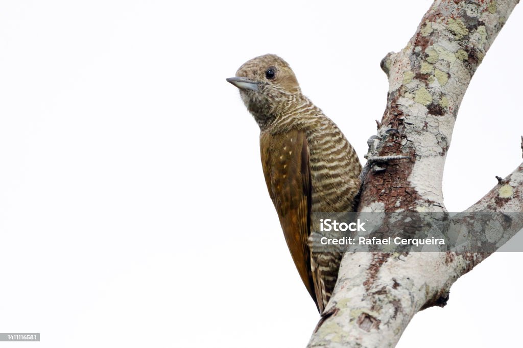 Little Woodpecker (Veniliornis passerinus) female, perched, isolated on a white background Animal Stock Photo