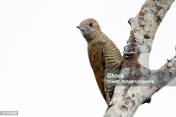 Little Woodpecker Female Perched Isolated On A White Background Stock Photo - Download Image Now