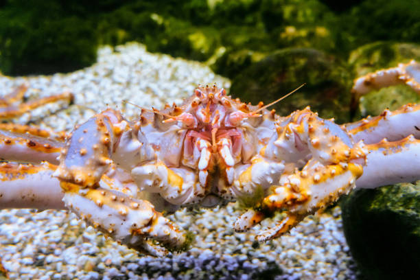 istock Red king crab on underwater bottom. Paralithodes camtschaticus. 1411117483
