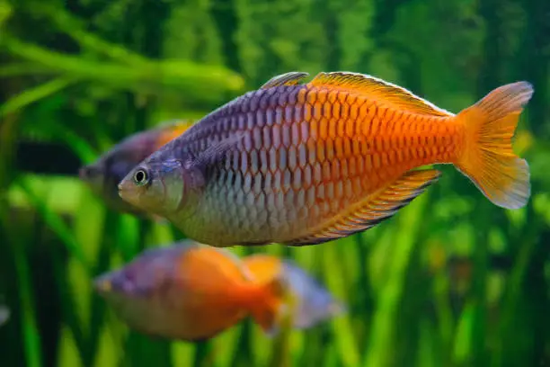 Boesemani rainbowfish close-up. Melanotaenia boesemani fish swims in the water.