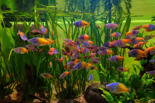 Boesemani rainbowfish. School of fish Melanotaenia boesemani in aquarium.