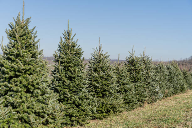 istock Beautiful Christmas Trees 1411118555