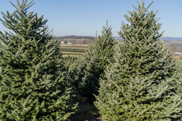 istock Rows of Christmas Trees 1411118556
