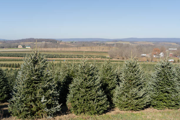 istock Rows of Christmas Trees 1411118559