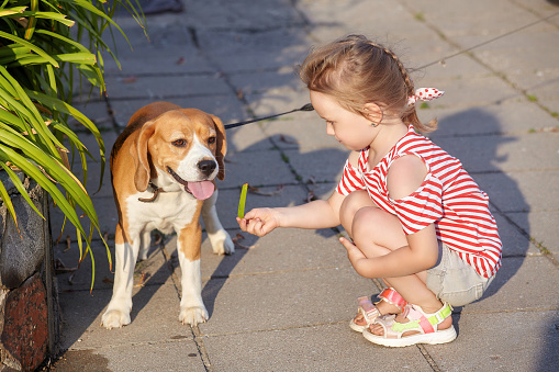 little white girl is playing with a beagle dog. photo shoot in summer on the street.