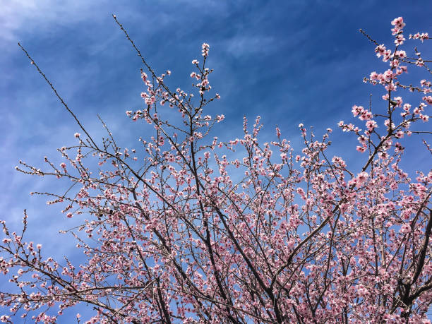 istock Almond trees in bloom in Tenerife 1411120169
