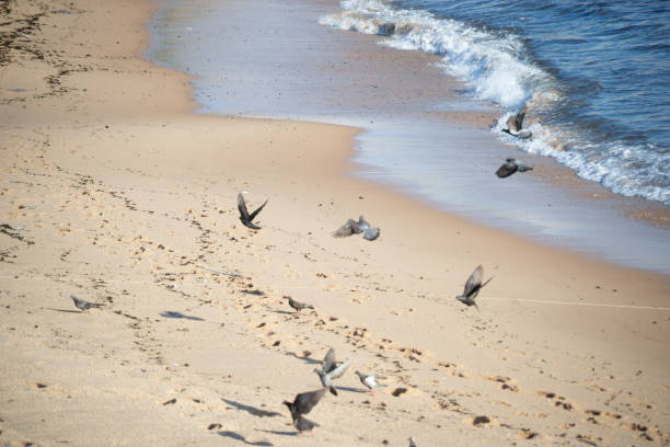 Pigeons eating on the beach sand. Salvador, Bahia, Brazil.
