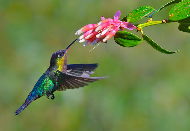 istock Fiery-throated hummingbird taking nectar from a flower 1411121266