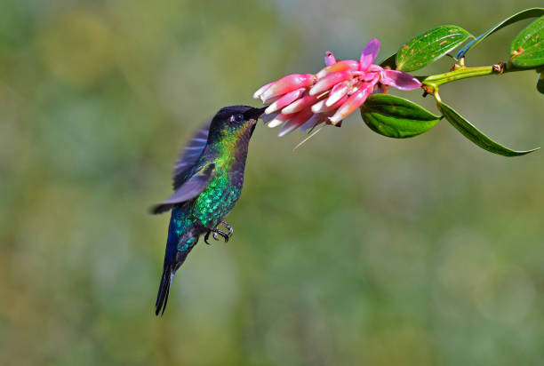 istock Fiery-throated hummingbird taking nectar from a flower 1411121274